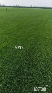 早熟禾种子