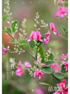 胡枝子种子