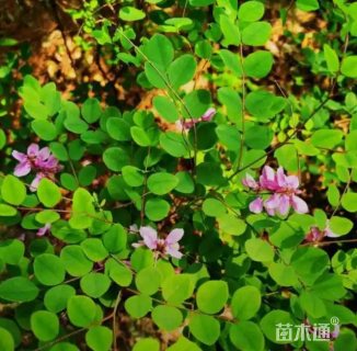 多花木兰种子