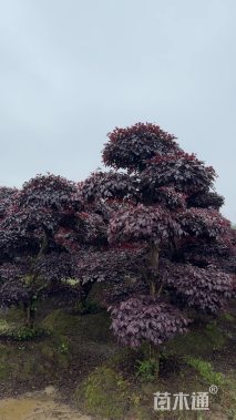 高度200厘米红花继木