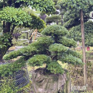 15公分罗汉松