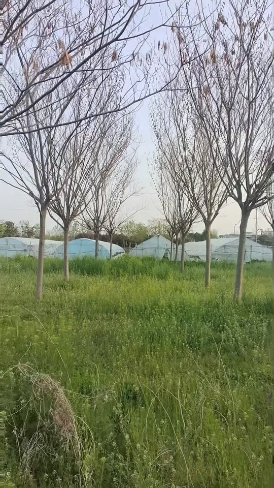 15公分合欢