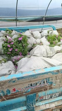 高度10厘米红花酢浆草