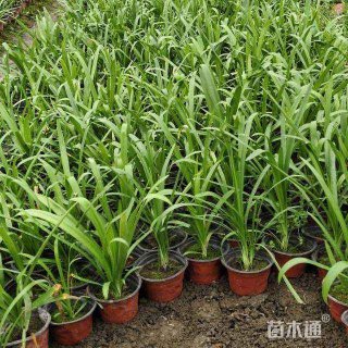 高度15厘米百子莲