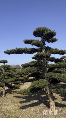 25公分罗汉松
