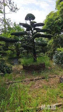 22公分罗汉松