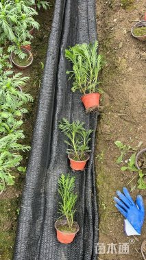 高度20厘米黄金菊