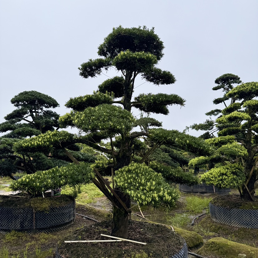 24公分罗汉松