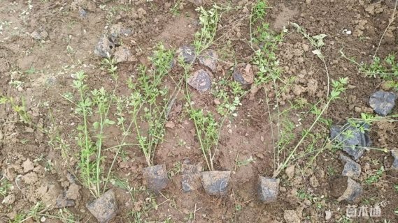 高度35厘米迎春花