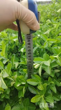 30厘米小叶扶芳藤