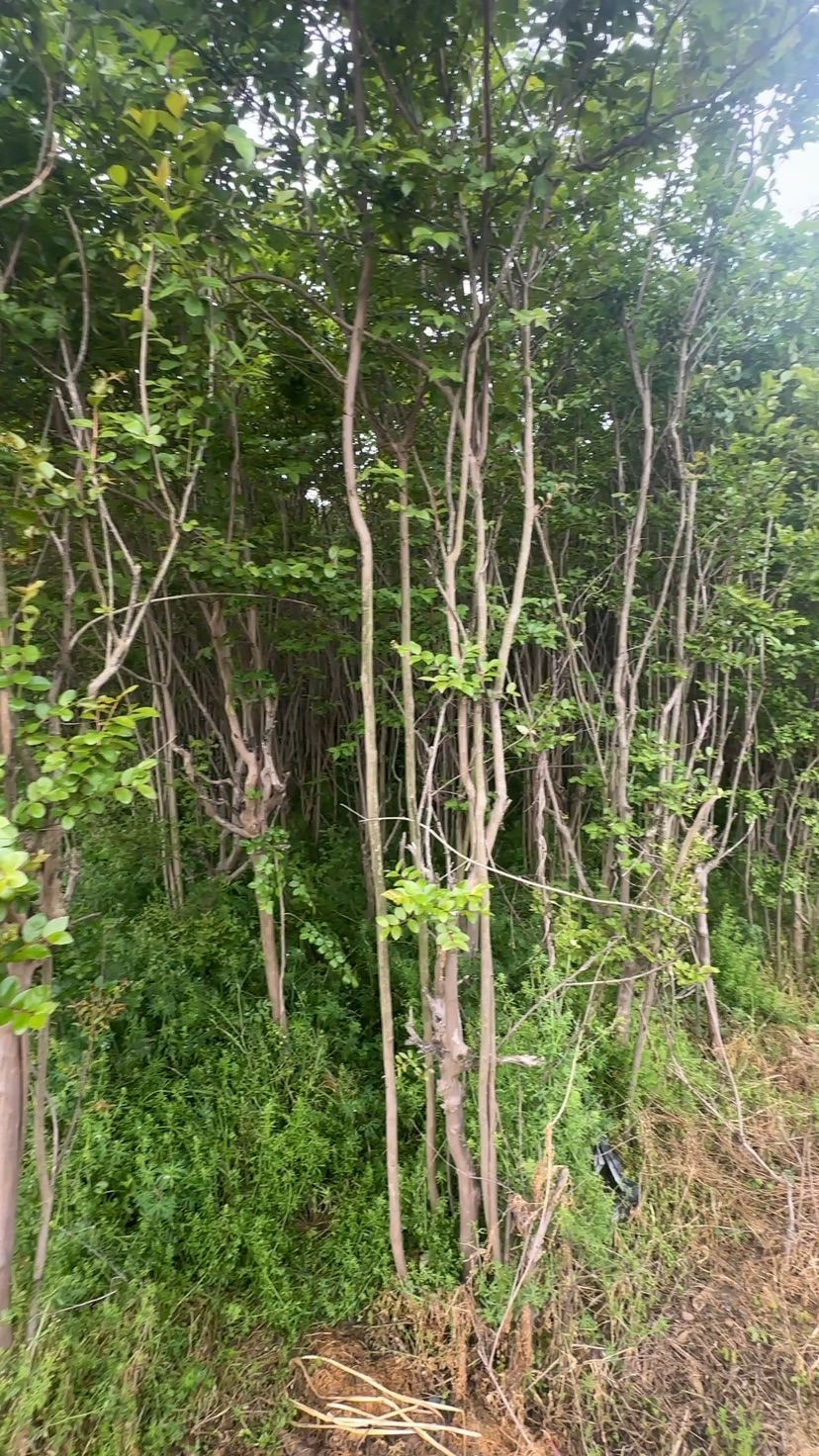 高度500厘米丛生紫薇