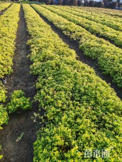 高度20厘米金山绣线菊