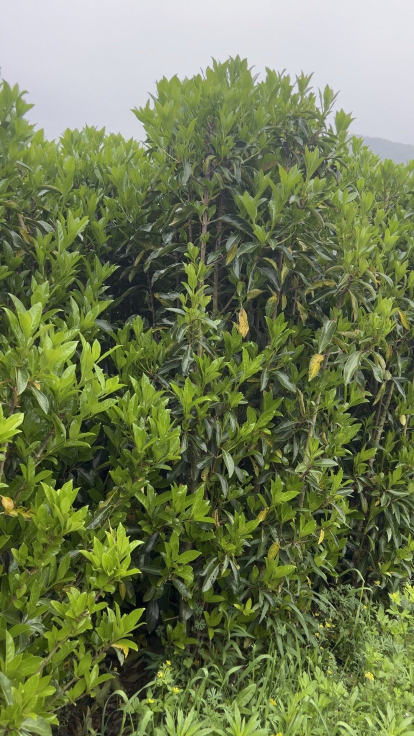 高度180厘米法国冬青