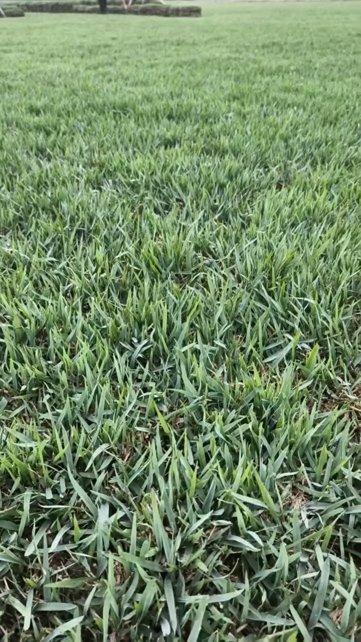 草块状中华结缕草
