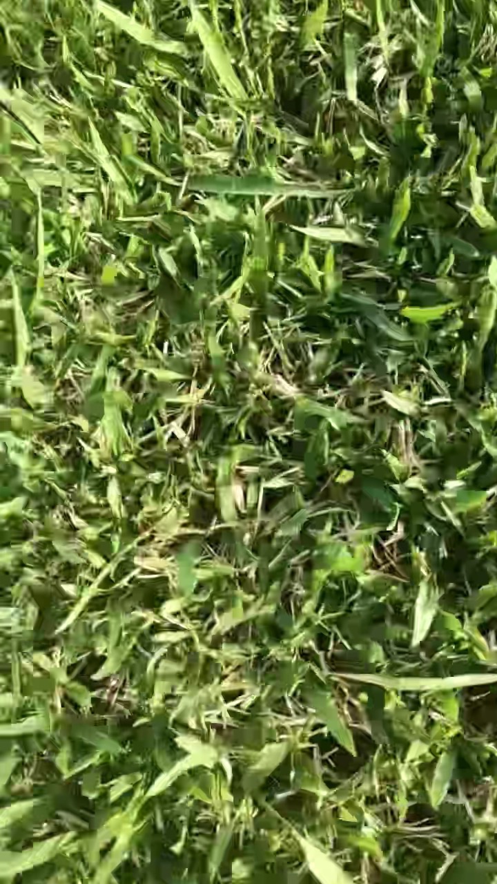 草块状中华结缕草