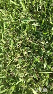 草块状中华结缕草