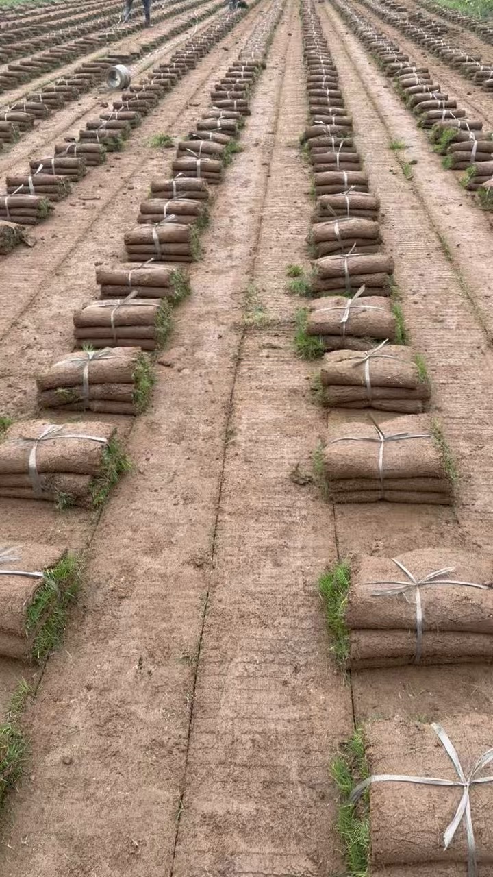 草卷状天堂草
