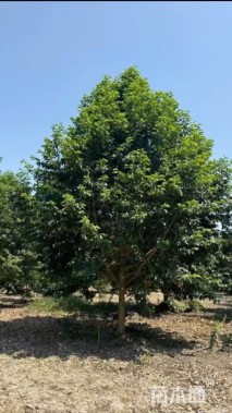 15公分乐昌含笑