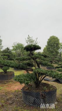 13公分罗汉松