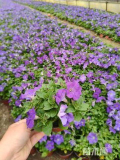 高度10厘米矮牵牛