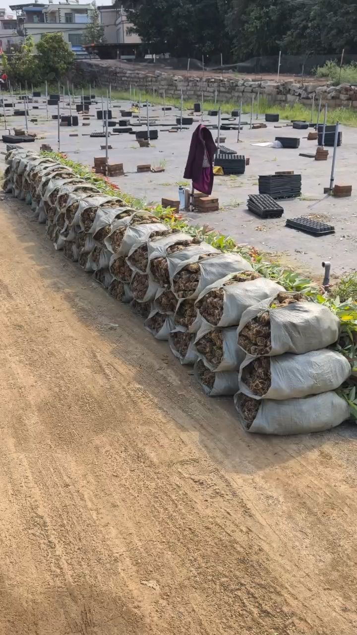 高度30厘米桉树小苗
