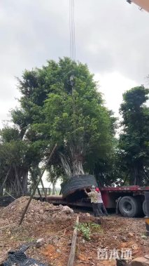 60公分小叶榕