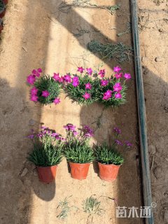 高度13厘米欧石竹