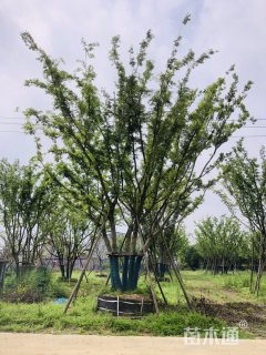 90公分(5杆)丛生朴树