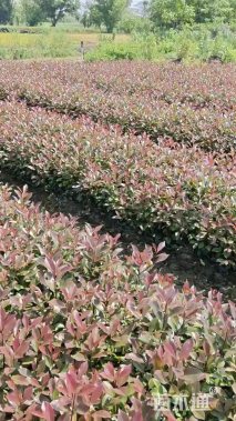 高度40厘米红叶石楠大杯苗