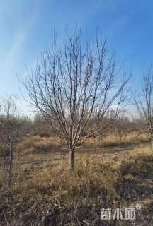 15公分绚丽海棠