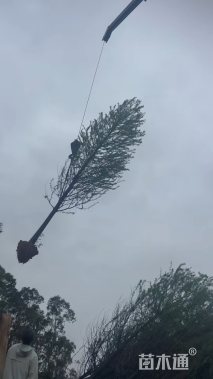 15公分落羽杉