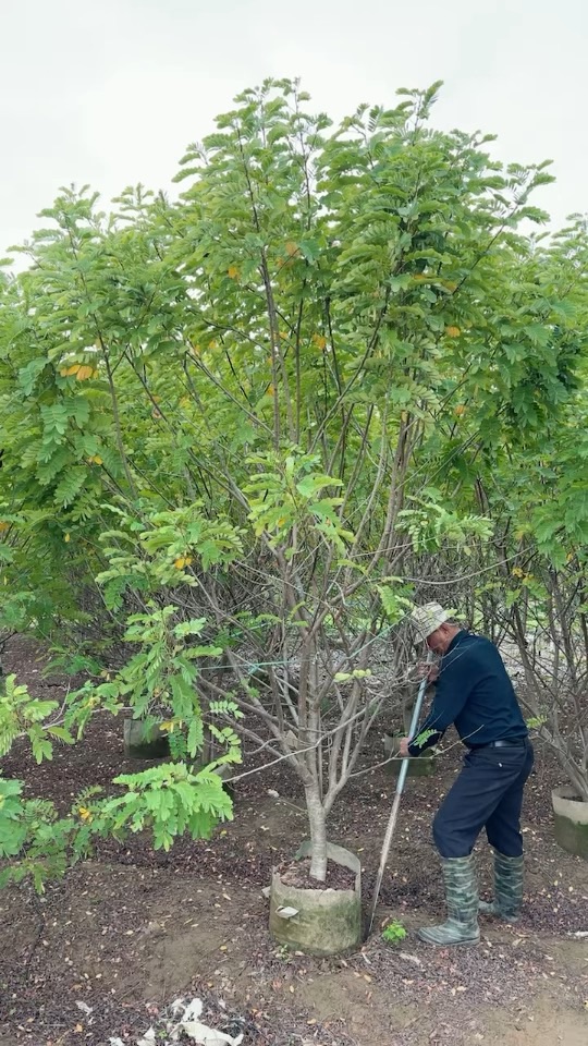 7公分黄花槐