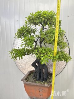 90公分造型金弹子