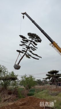 31公分造型松