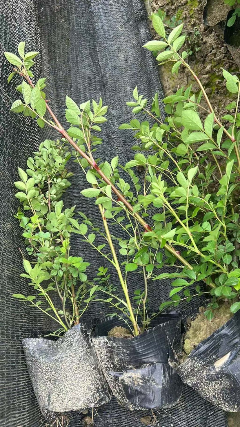 高度10厘米丰花月季