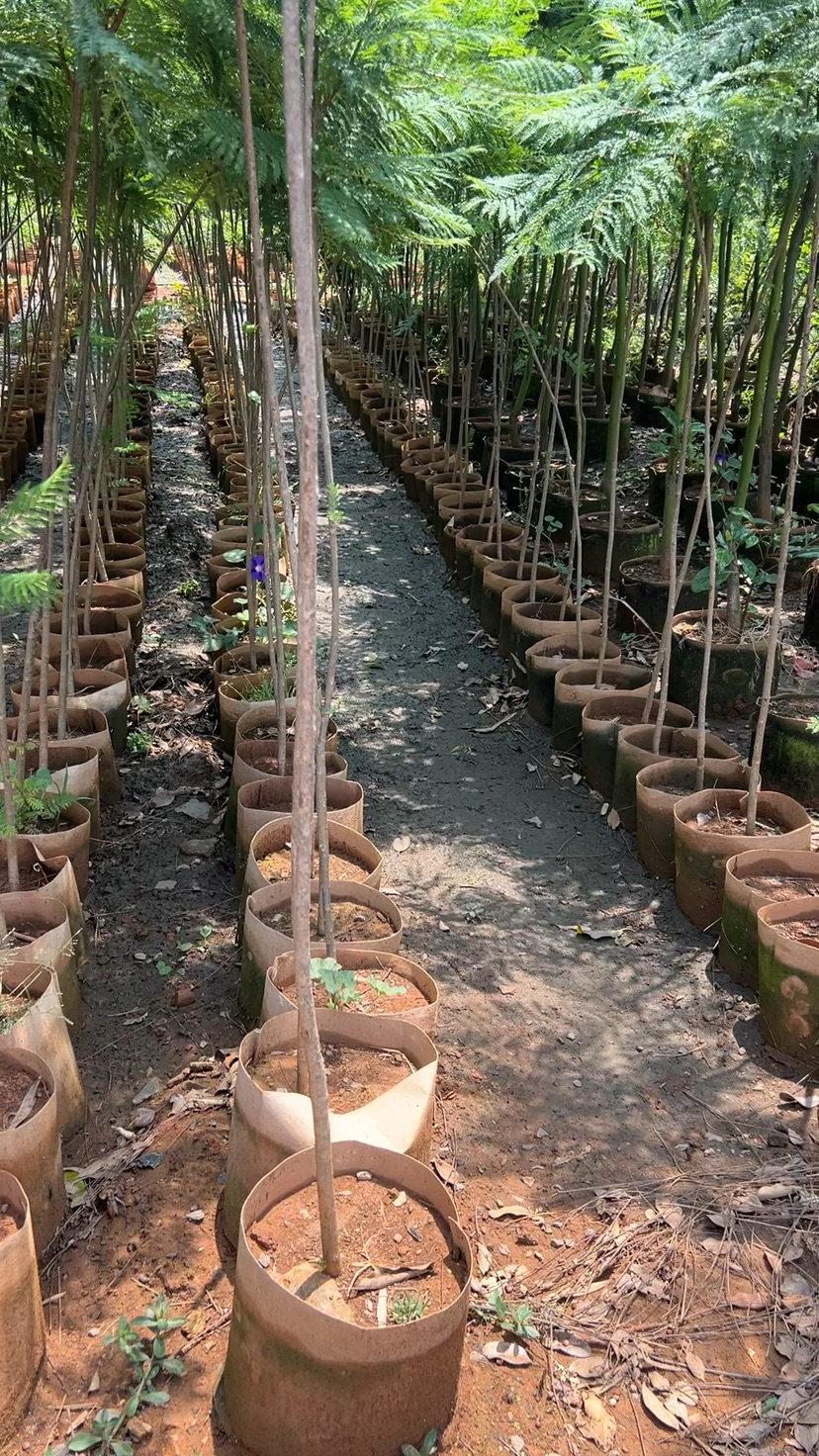1公分蓝花楹
