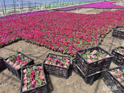 高度19厘米矮牵牛