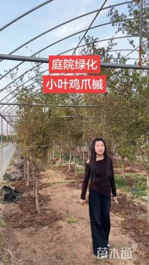 7公分鸡爪槭