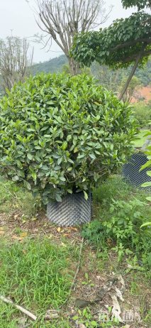 冠幅180厘米非洲茉莉球