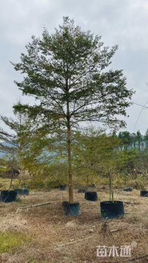 15公分小叶榄仁