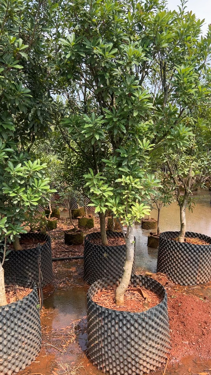 4公分杨梅