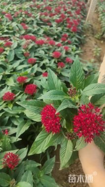 高度20厘米五星花