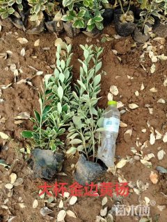 高度40厘米金边黄杨