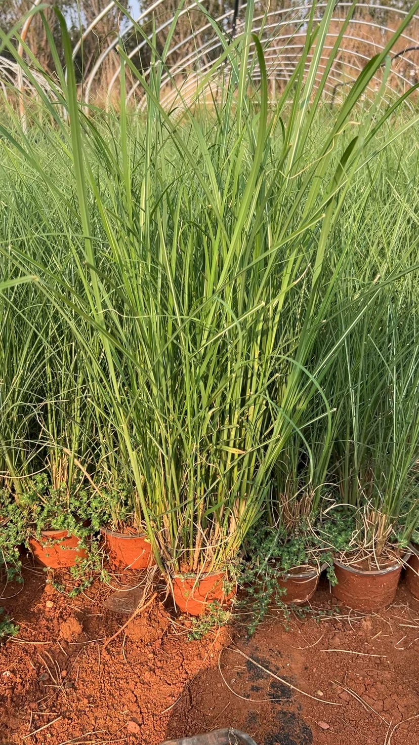 高度30厘米细叶芒