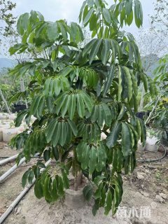 高度150厘米澳洲鸭脚木