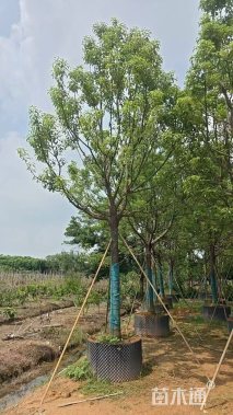 15公分香樟