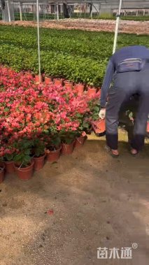 高度30厘米玫红三角梅