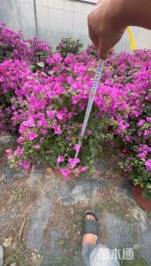 高度70厘米云南紫