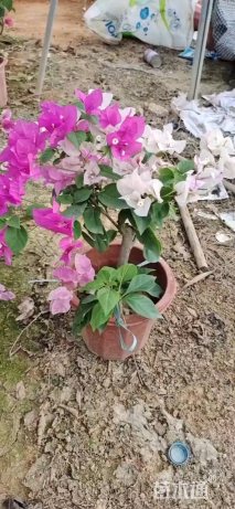 高度40厘米红樱