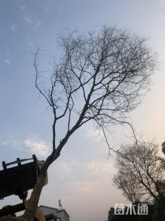 16公分乌桕